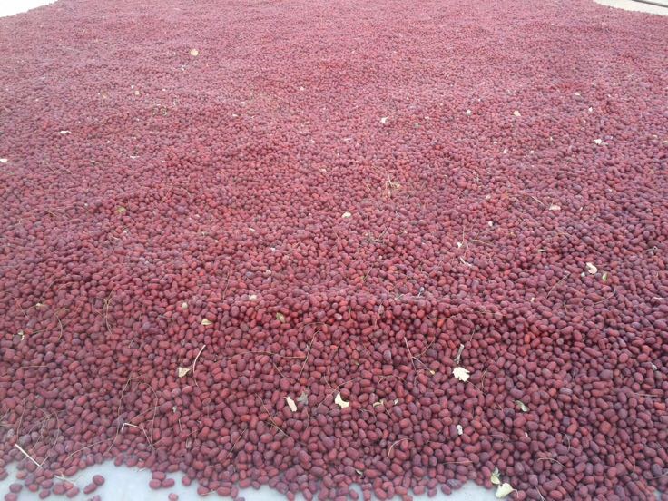 新疆若羌县2015年秋季大规模骏枣自然晾晒实景:数十亩连片晾晒场铺满饱满鲜红的骏枣,阳光下枣面泛油润光泽;枣农正用传统竹耙翻动果实,背景可见天山余脉与典型荒漠绿洲地貌;地面干燥洁净,无泥沙附着,体现高标准采后管理 2015年新疆若羌骏枣晾晒场景