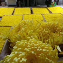 菊花茶特级