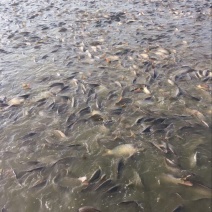 池鲤鱼食用1~2公斤