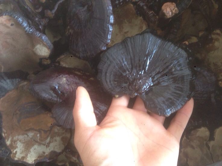 一株完整的黑灵芝玛瑙子实体,呈扇形或肾形,表面为深紫黑色,具有明显的同心环纹和光泽,边缘较薄,基部有短柄;背景为原木生长环境,展示其自然生态栽培状态 黑灵芝玛瑙特写