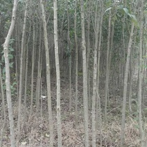 大叶女贞6~8cm