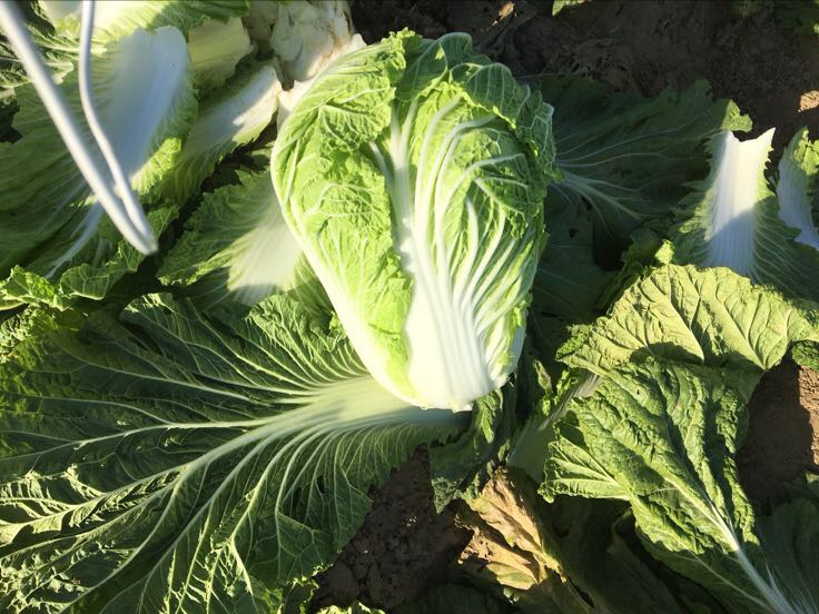 胶州大白菜整株特写