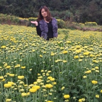 菊花茶二级