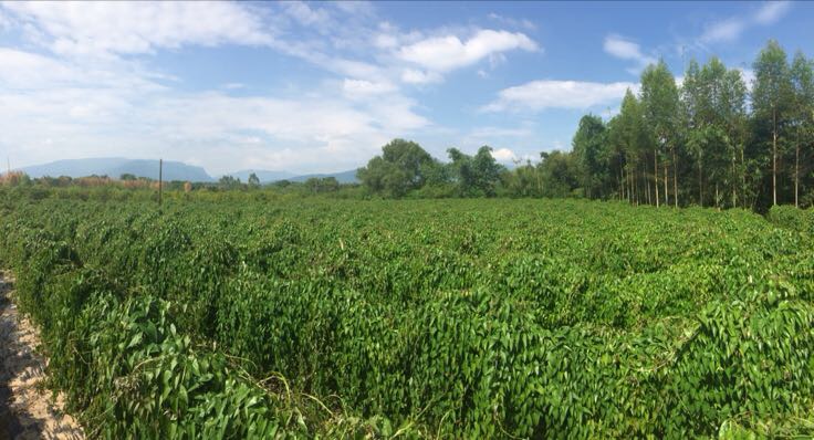 垆山铁棍山药田间生长实景