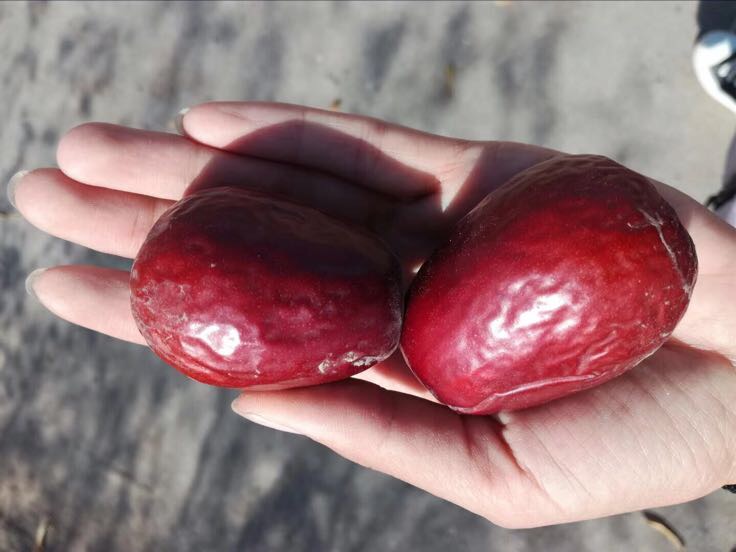 和田青枣果实特写