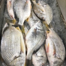 黄翅鱼