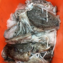 乌贼