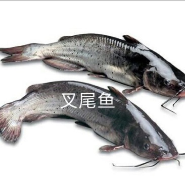 [鮰鱼苗批发]鮰鱼苗 斑点叉尾鮰 钳鱼价格0.25元/尾 - 一亩田