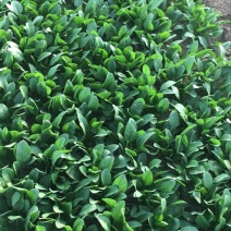 菠菜30~35厘米