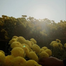 菊花茶特级