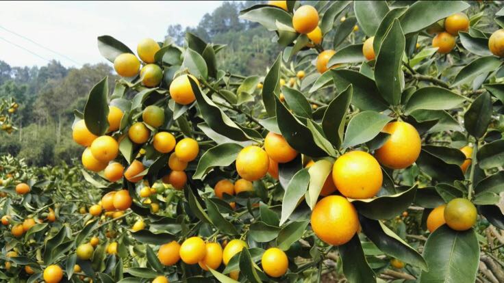 一片郁郁葱葱的金桔种植园,阳光洒在绿叶间,树上挂满金黄色的小型柑橘类果实,农民正在采摘成熟的金桔,背景为南方丘陵地貌,体现金桔原生态产地环境 金桔果园实景图