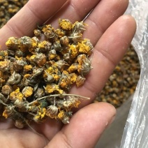 干菊花