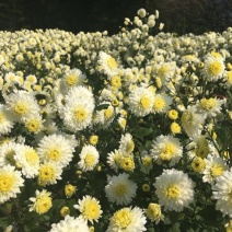 花茶特级