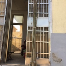 香椿苗80cm以上大棚