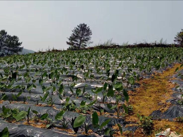 广西省荔浦市连片芋头种植基地,绿色丘陵地貌上整齐排列的芋头田,远处可见喀斯特山峰,田间有农民正在劳作,土地呈红褐色,反映典型红壤特征 荔浦市芋头种植基地航拍图