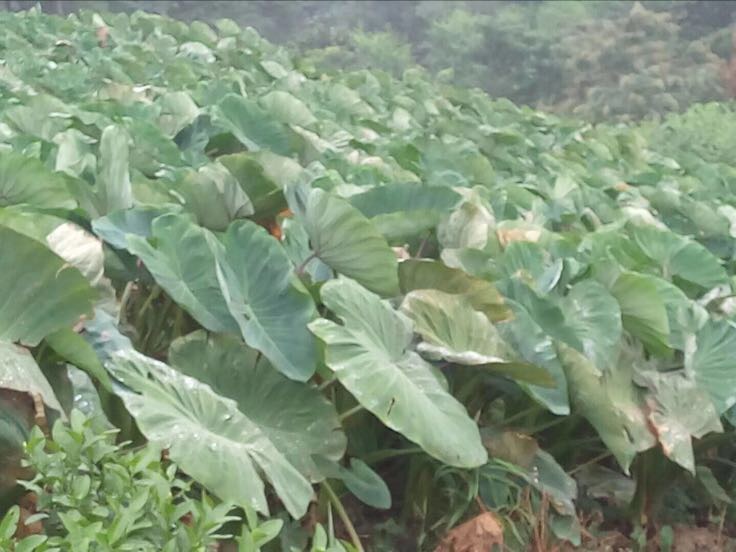 广西荔浦芋头种植基地航拍图