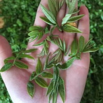 青钱柳茶特级