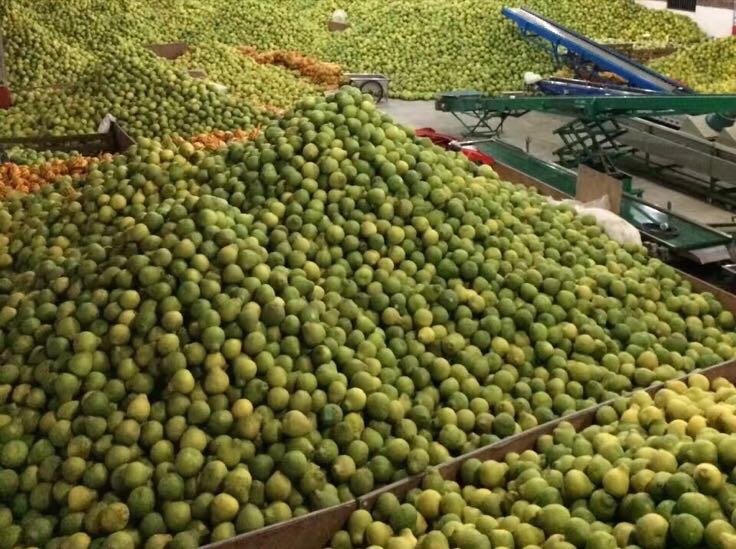 沙田柚树种植园中的果农正在修剪树枝