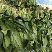 秋菠菜15~20厘米