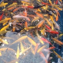 锦鲤鱼苗2两