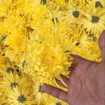 金丝皇菊茶一级