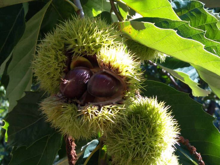 北欧地区种植的芬诺黑金栗成年植株,枝条茂密,叶片呈掌状深裂,深绿色有光泽;果实成簇生长,成熟时呈现深紫黑色,表面带有天然果粉,镜头近距离聚焦于一串饱满的浆果,背景为寒冷气候下的森林边缘生态场景 芬诺黑金栗植株与果实特写
