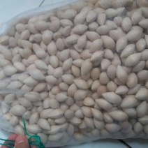 银杏果