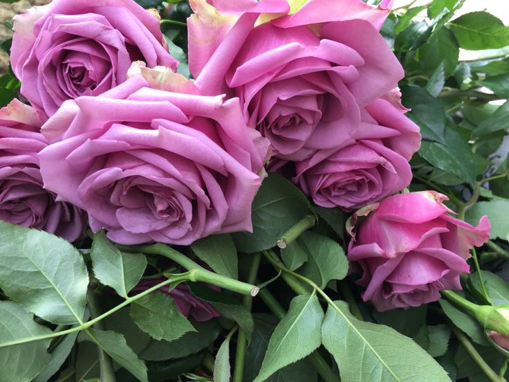 灌木大花月季‘红双喜’在花艺作品中的应用