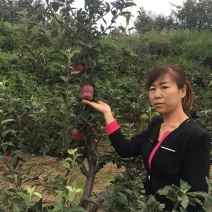 天水发货正宗花牛苹果树苗