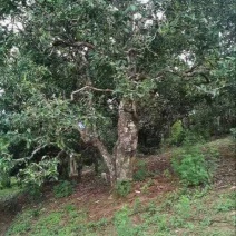 古树茶一级
