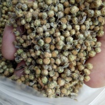 菊花茶特级