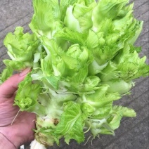 儿菜5两以上