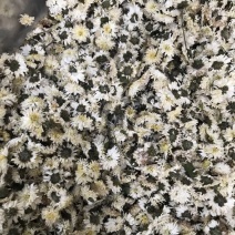 菊花茶特级