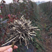 黑莓黑色