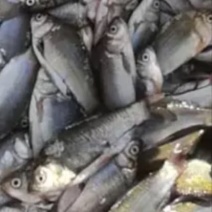 鲫鱼食用