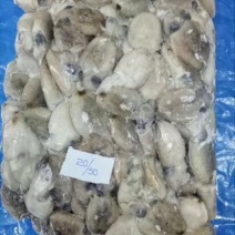 乌贼