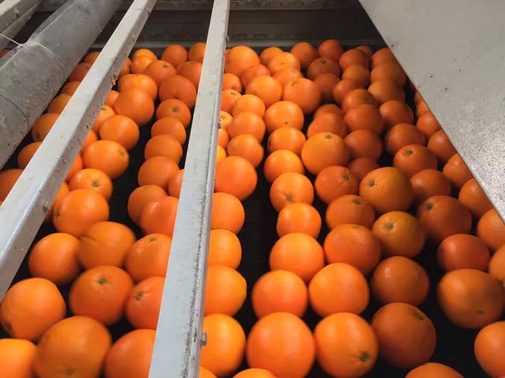 一组工人在果园中手工采摘成熟的伦晚脐橙,另一组人员在分拣车间使用自动化设备对果实进行清洗、测糖和分级处理,桌上摆放着不同等级的橙子样品,背景有‘四川伦晚脐橙’的品牌标识和包装箱 伦晚脐橙采摘与分拣过程