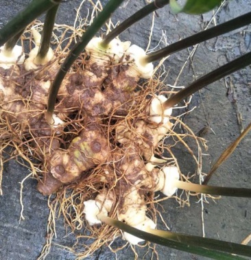 黄精块茎种苗黄精四川四季不倒苗姜行多花甜黄精基地直销