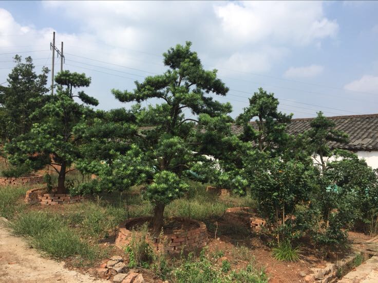 罗汉松庭院种植效果图