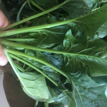 秋菠菜20~25厘米