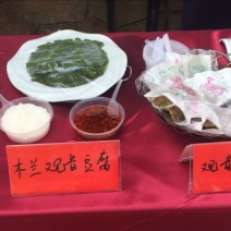 豆腐树苗80~100cm