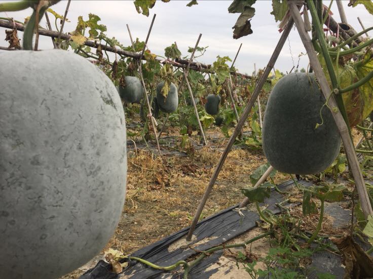 衡水市景县现代农业产业园内白皮冬瓜分级包装车间实景:工人佩戴手套手工挑选刚采收的白皮冬瓜,瓜体匀称、表皮完整无擦伤、蜡粉层饱满;不锈钢传送带上并列摆放三级规格冬瓜(L/M/S),背景可见‘冬瓜衡水’地理标志授权使用标牌及冷链预冷间入口 白皮冬瓜采收与分拣现场