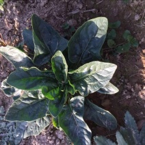 大叶菠菜20~25厘米