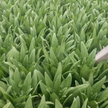 油麦菜25~30cm以上