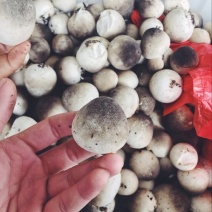 草菇7~8cm以上