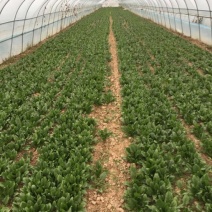 菠菜20~25厘米