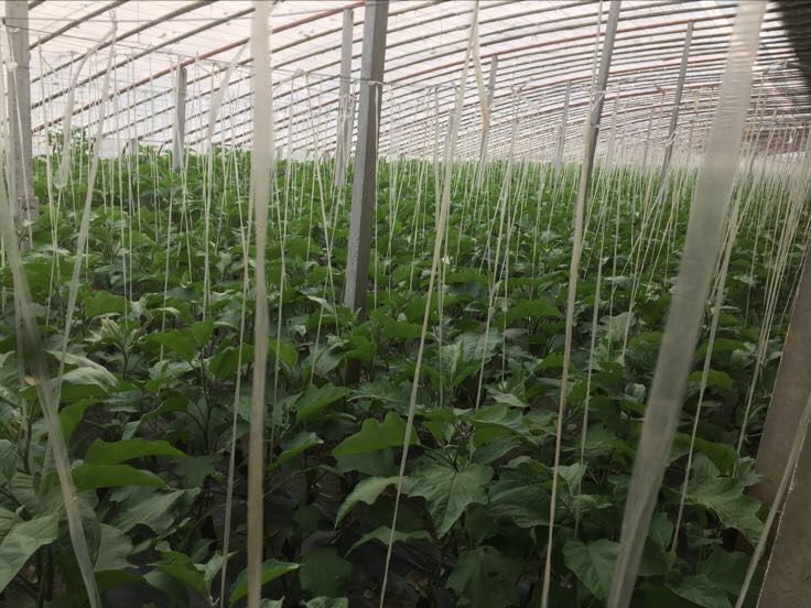 图示:设施大棚内长茄植株,主茎笔直向上,无任何侧枝;红色扎带系于茎基部;操作者右手拇指与食指正捻除第5节叶腋处新生芽体(芽长约0.3cm,黄绿色);背景可见整齐吊蔓绳与下部已摘除的老叶痕迹 长茄单干整枝标准操作示意图