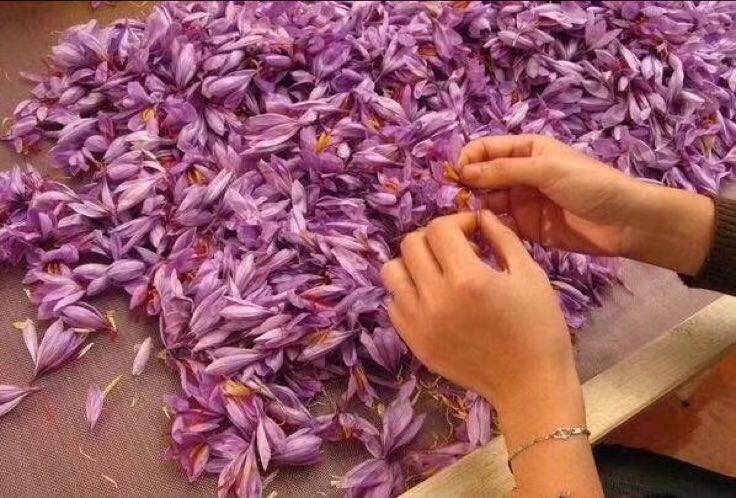 无籽西瓜人工授粉操作图