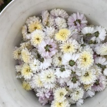 药用菊花散装