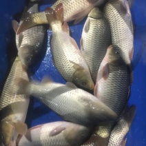 鲤鱼食用1~2公斤